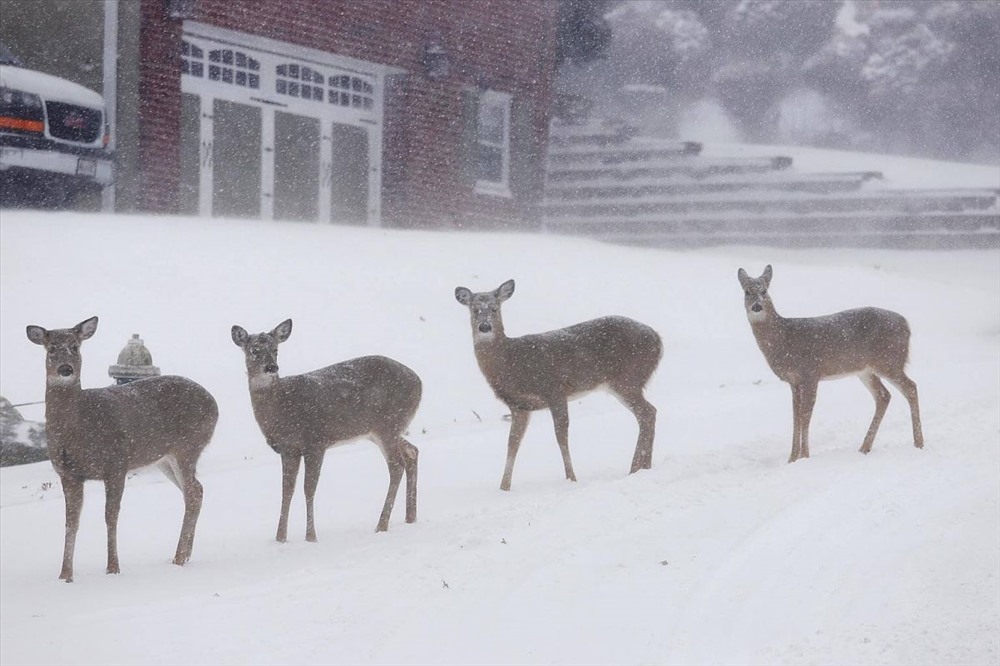 Những con hươu trên đường phố đầy băng tuyết ở  West Orange, New Jersey. Ảnh: NYTimes