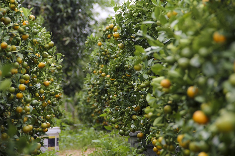 Những chậu quất đậu trái căng mọng là thành quả lớn của nhà vườn trong 1 năm vất vả.