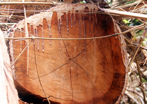 Một cây gỗ lim quý ở rừng phòng hộ Nam Sông Bung bị lâm tặc đốn hạ.