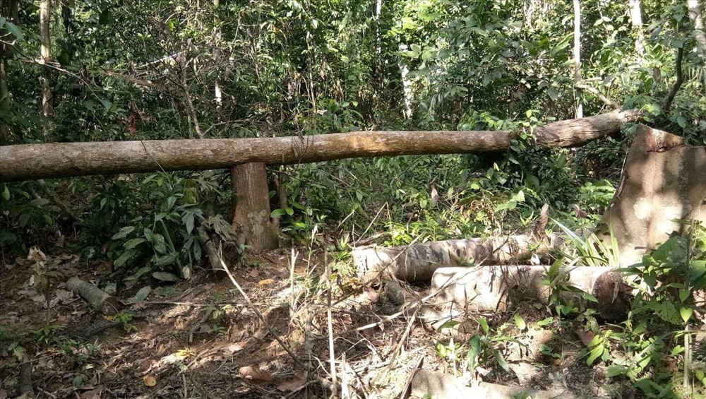 Hạt kiểm lâm Đồng Phú đã thống kê có 24 cây gỗ đã bị khai thác trái phép tại khoảnh 7, Tiểu khu 363. Ảnh: N.H