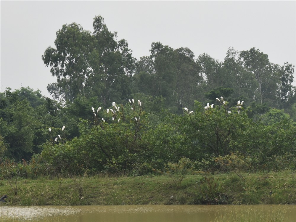Những đàn “cò trắng” được tao ra từ các mảng xốp, được thợ săn chim dùng đánh lừa đàn chim từ khắp các cánh đồng đến những vườn cây