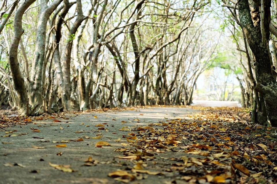 Con đường mới dẫn vào Rú Chá, mùa này sắc thu xốn xang không thua gì những “trời thua” danh tiếng khác... Ảnh: Hạnh Nhơn