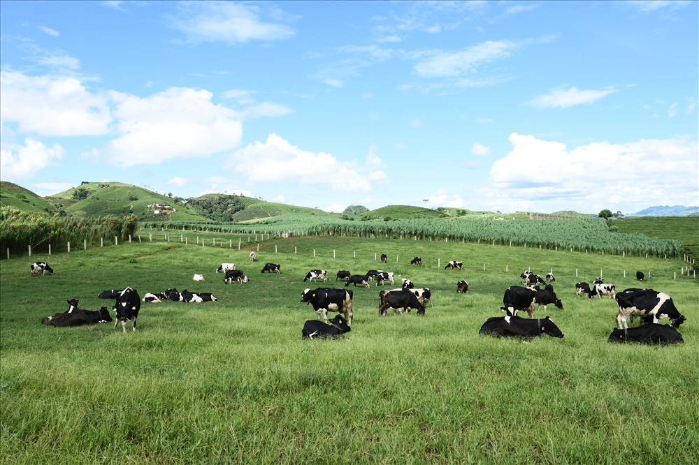 Trang trại bò sữa Mộc Châu Milk với quy mô hơn 24.000 con bò sữa
