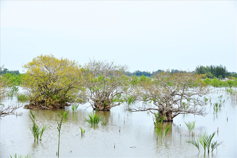 Cây chá sống lâu năm trên vùng đất ngập nước có thân xù xì nhiều dáng vẻ trông như những cây bonsai cổ thụ. Ảnh: Thuận Quảng