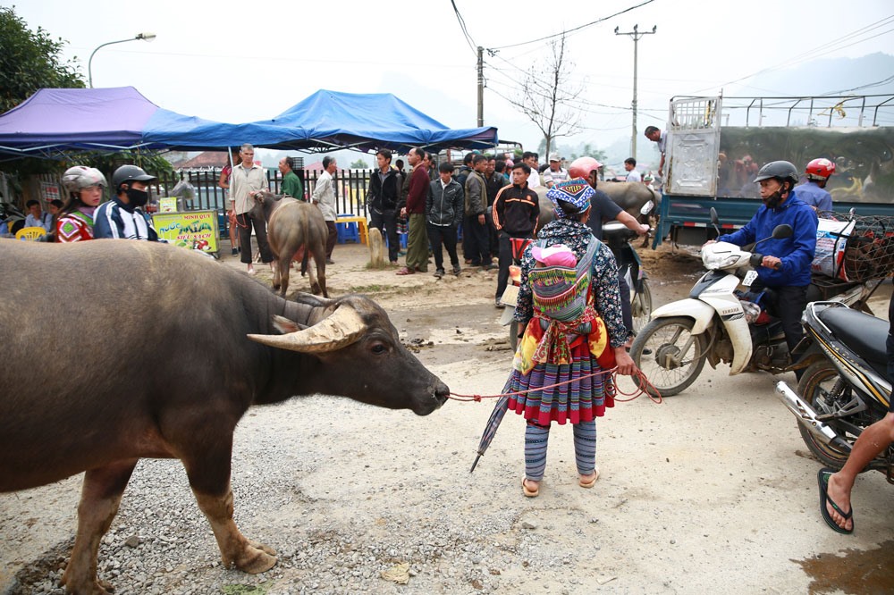 Trâu bò được các thương lái thuê ôtô tải chở hàng chục con tham gia phiên chợ nhưng cũng có người tham gia phiên chợ chỉ có một con duy nhất như người phụ nữ dân tộc Mông Hoa địu con trên lưng.