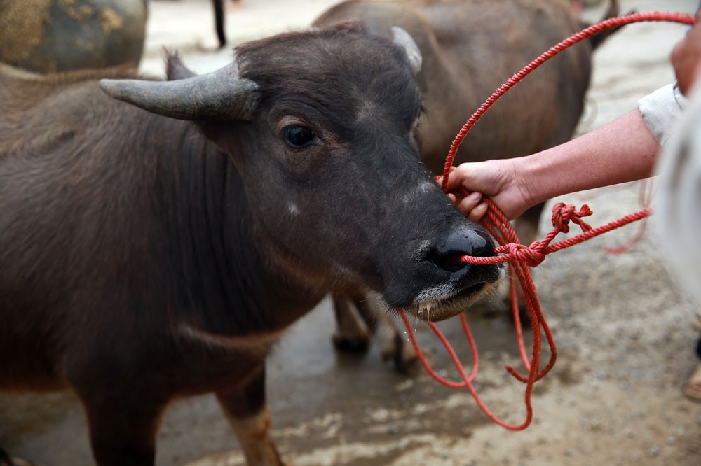 Lào Cai là một tỉnh vùng cao nên trâu, bò gần như là chiếc máy đa năng của đồng bào dân tộc, vừa phục vụ mục đích nông nghiệp và cũng là “đầu cơ nghiệp” của họ. Một con nghé hơn 2 năm tuổi có giá 15 triệu đồng với cặp sừng mới nhú hơn gang tay.
