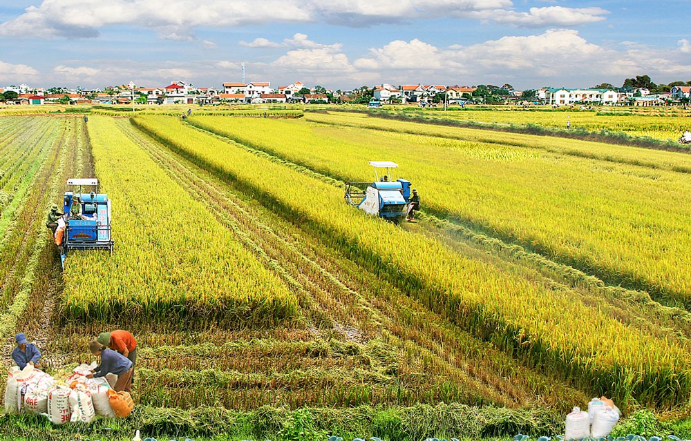 Ngành nông nghiệp tiếp tục là trụ đỡ của nền kinh tế, khi đạt mức tăng 2,78%, là mức tăng cao nhất của 9 tháng giai đoạn 2012-2018. Ảnh: PV