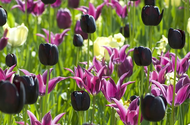 Hoa tulip có nghĩa là lời bày tỏ tình yêu.