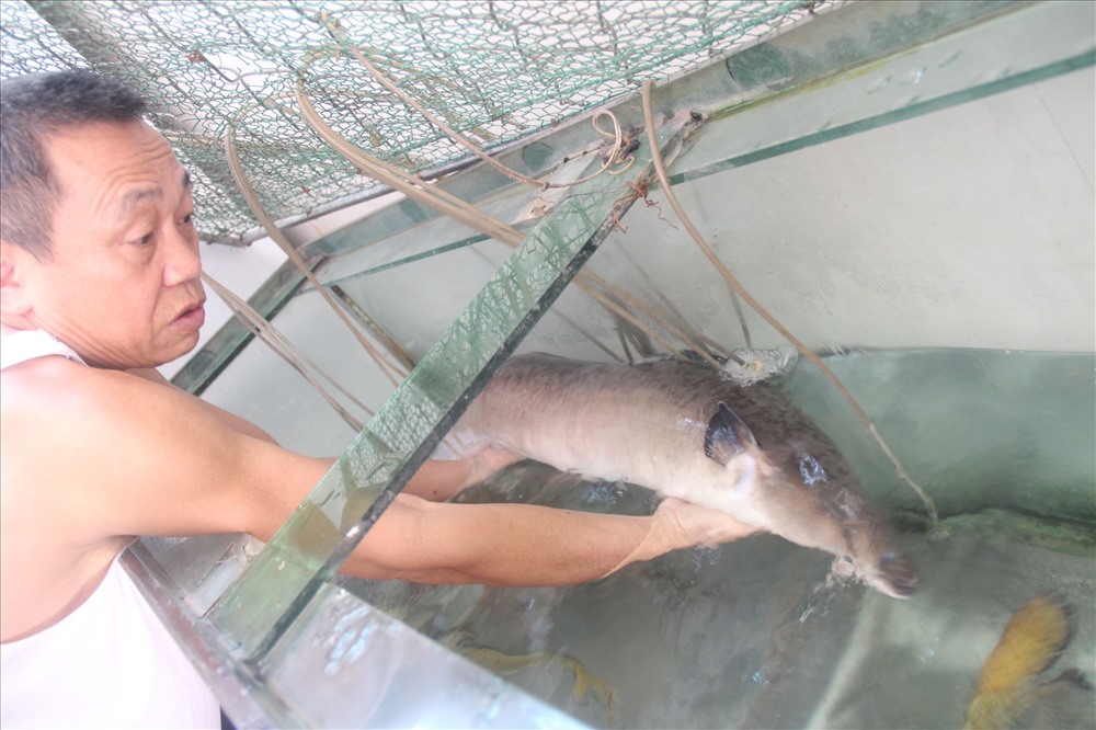 Ông Nguyễn Văn Tám, chủ nhà hàng đã thu mua con cá Chình khủng này