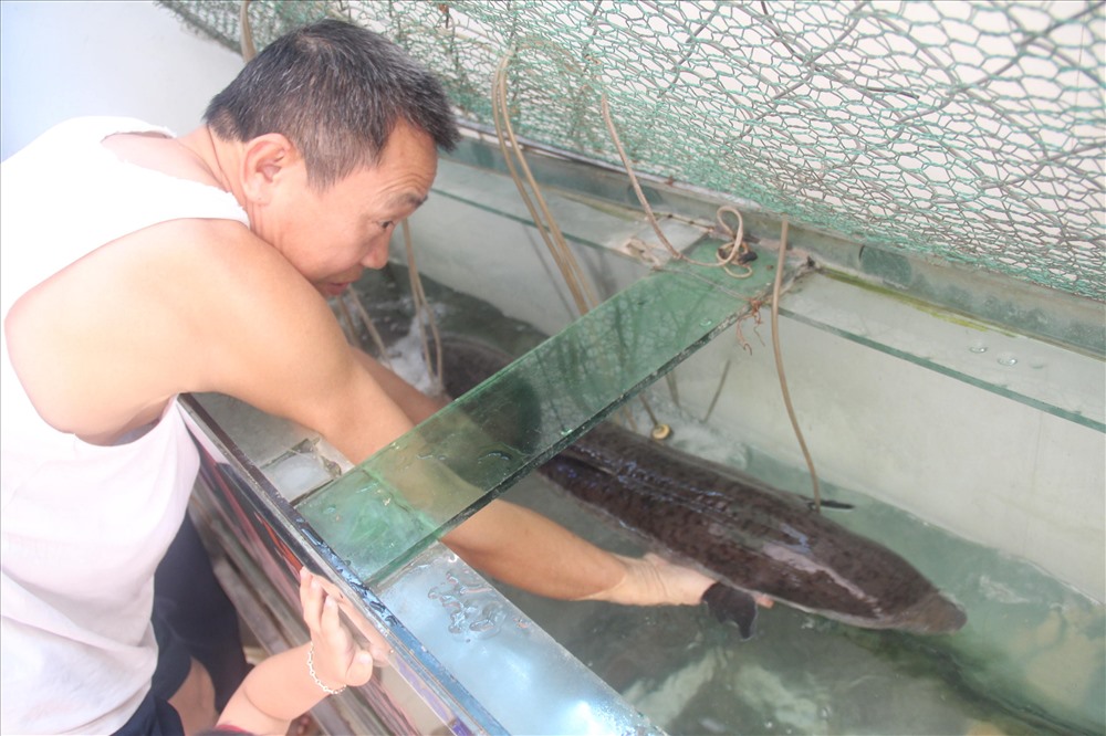 Những “thủy quái” đánh bắt ở thượng nguồn sông Lam được các thương lái thu mua, đem về bán cho các nhà hàng miền xuôi