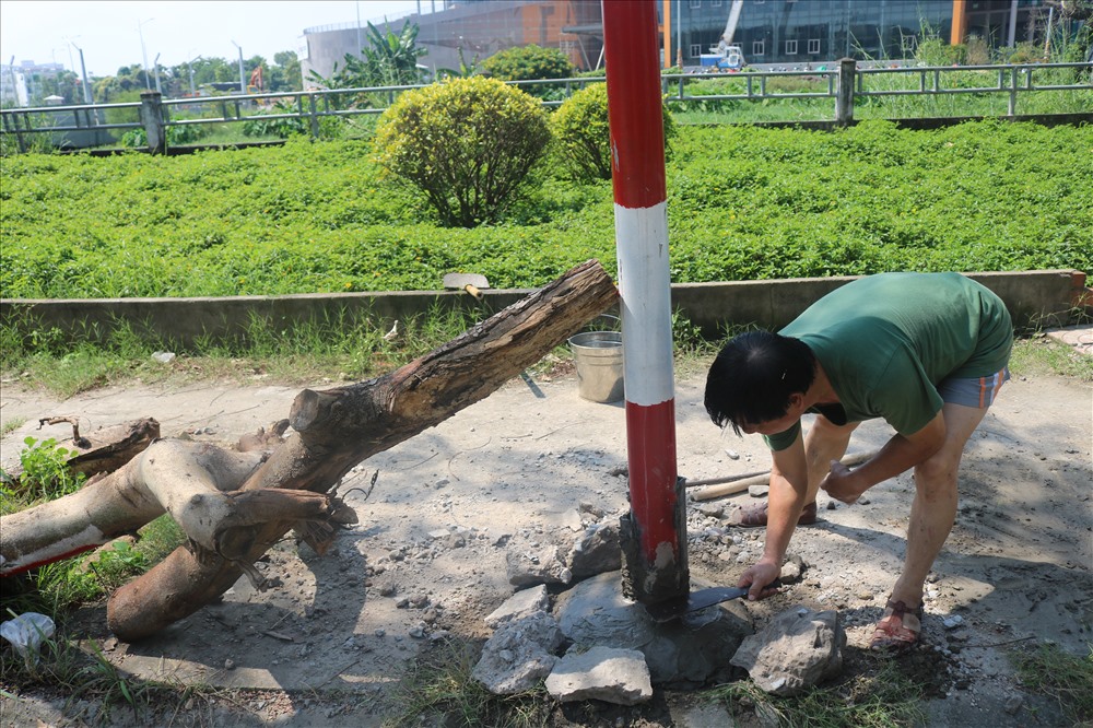 Một bare bị cắt được người dân trồng lại.