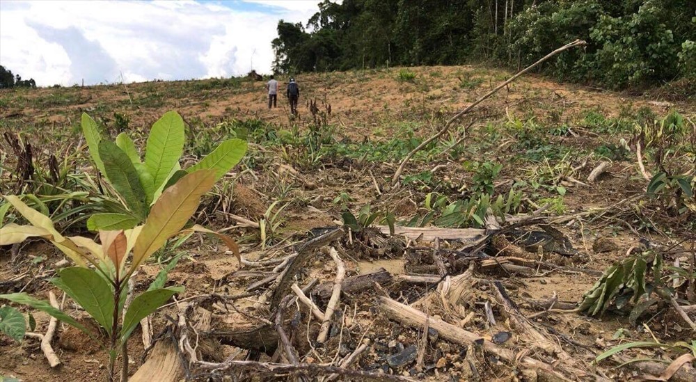 Hình ảnh những cây điều vừa mới trồng trên đất mới khai hoang, giáp ranh hiện trường khu rừng bị phá lấy gỗ hôm 19.7.2018. Ảnh: N.H