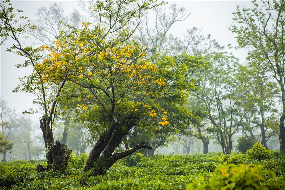 Gốc muồng rêu phong ngâm mình trong sương sớm. Ảnh: Chu Thế Dũng