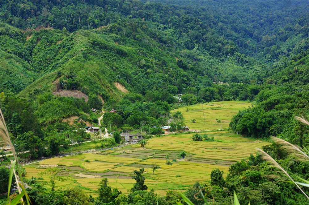 Cánh đồng lúa chín ở Nam Giang. Ảnh: Đ.V