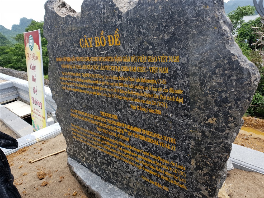 Cây bồ đề 2.250 tuổi được chiết ra từ “Cây Bồ Đề Vĩ Ðại Cát Tường”
(Jaya Sri Maha Bodhi), ở Thánh tích Mahamegha, Cố đô Anuradhapura, Sri Lanka. Ảnh: Huyên Nguyễn
