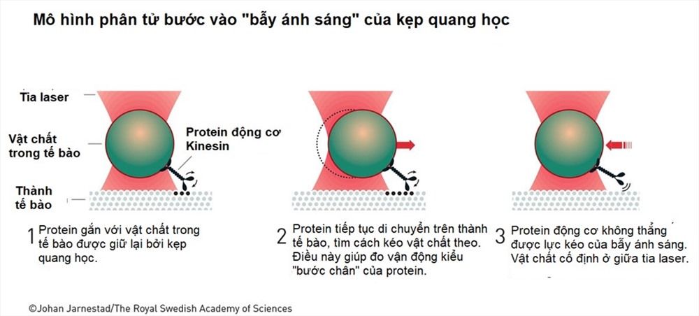 Mô phỏng ứng dụng kẹp quang học của Arthur Ashkin “bắt” phân tử bên trong một tế bào. Đồ họa: Viện Khoa học Hoàng gia Thụy Điển.