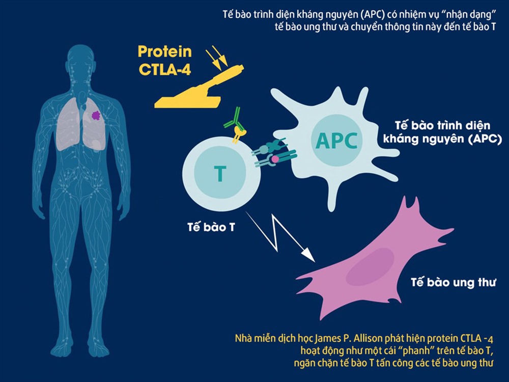 Cơ chế hoạt động của protein CTLA - 4 trong việc điều trị ung thư, phát hiện của ông Allison. Ảnh: Twitter/Nobel Prize.