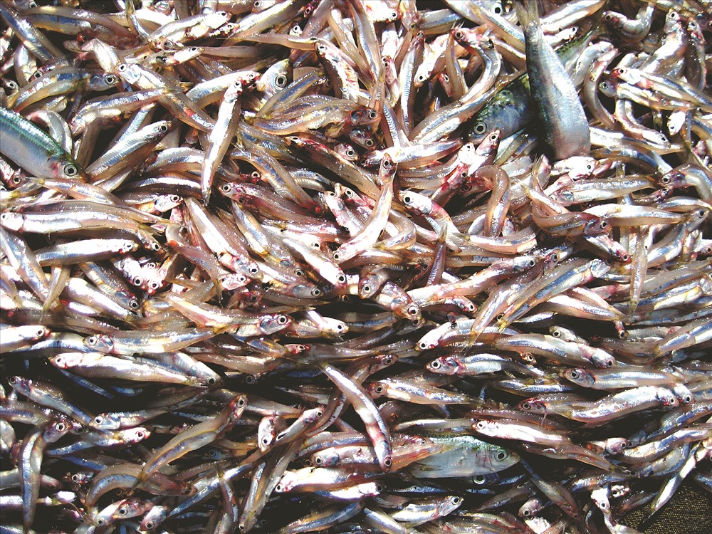Cá cơm sọc tiêu, loài cá đặc hữu vùng biển Phú Quốc, nguyên liệu chính làm nên nước mắm Phú Quốc. Ảnh: Lục Tùng