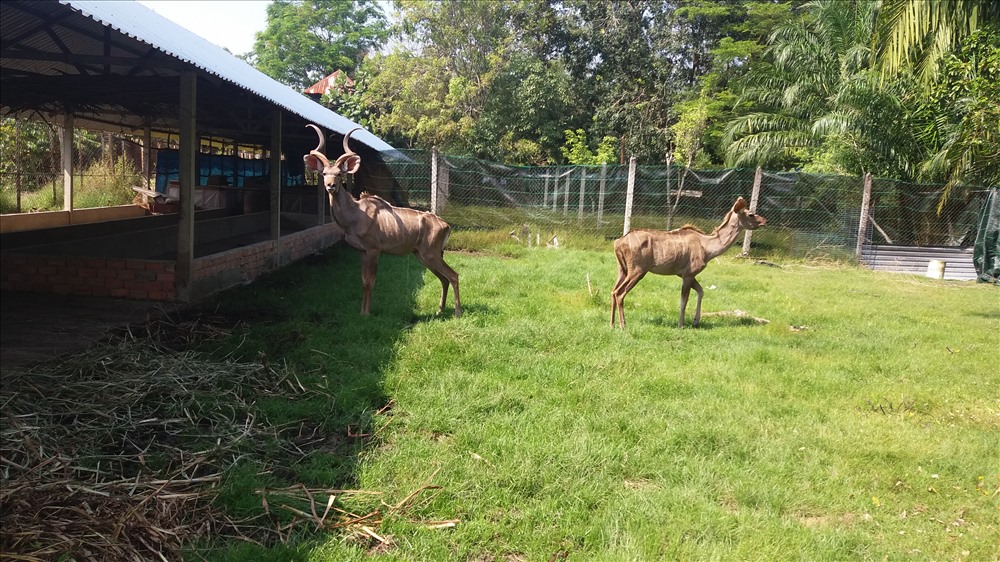 Một khu nuôi linh dương vằn Kudu khiến du khách nhầm nuôi dê, cừu