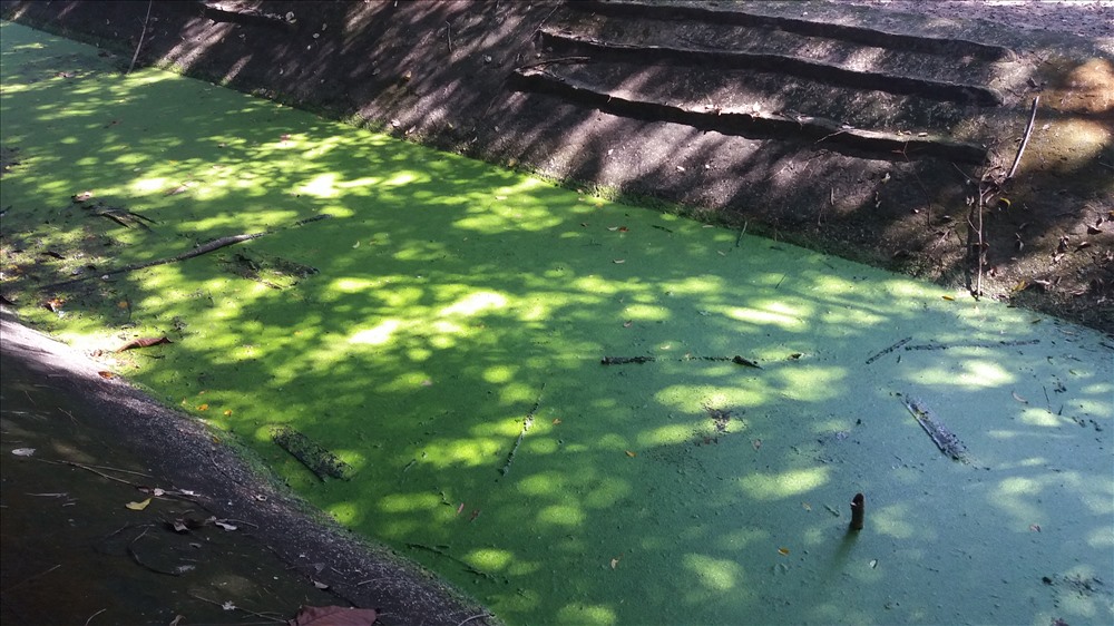 Nước tại một khu vực nuôi thú cô đặc, màu xanh lục, có rác...