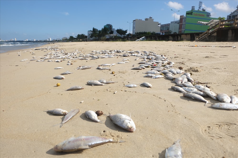 Vào trưa 10.11, tại bờ biển Nguyễn Tất Thành (đoạn thuộc phường Thanh Khê Đông, quận Thanh Khê, TP. Đà Nẵng) đã xuất hiện tình trạng cá chết hàng loạt rồi trôi dạt vào bờ biển.