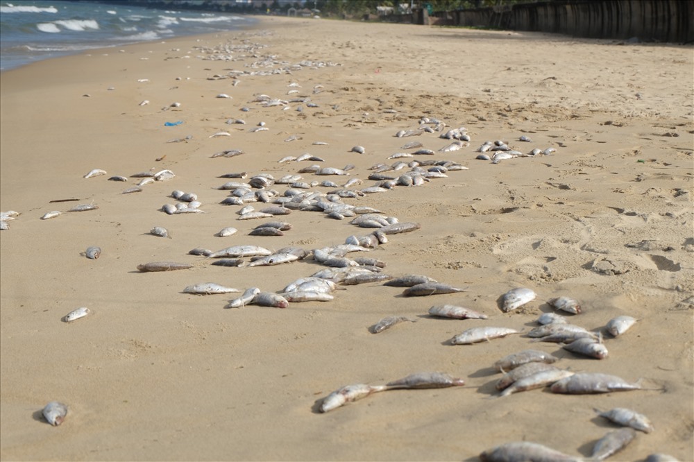 Cá chết dạt vào bờ biển khá nhiều