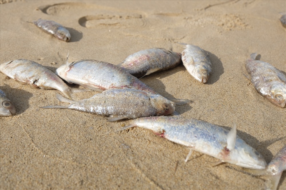 Theo TS Võ Văn Phú – Khoa Sinh học, Đại học Khoa học Huế - cho biết, cá chết là loại cá mòi cờ chấm. (ảnh: Hoàng Vinh)