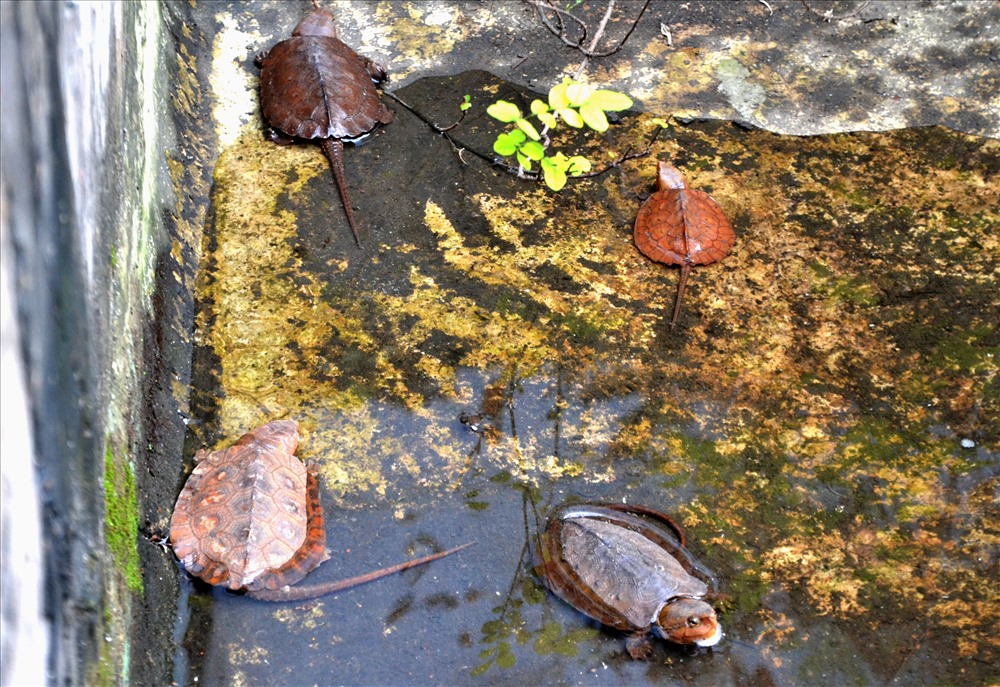 Một góc khu nuôi rùa đầu to tại trang trại của ông Trần Chí Đại. Ảnh: Lục Tùng