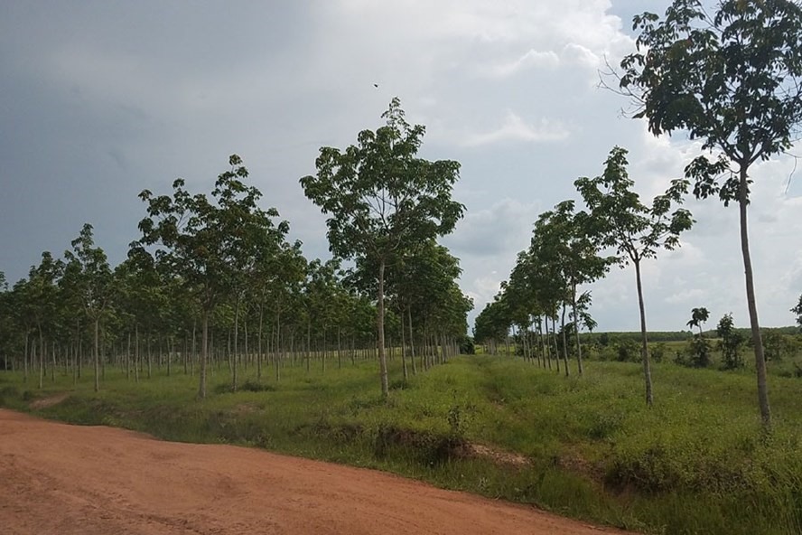 Đất rừng tại xã Ea Bung lấn chiếm trái phép và  việc mua bán, sang nhượng của người dân là trái pháp luật. 