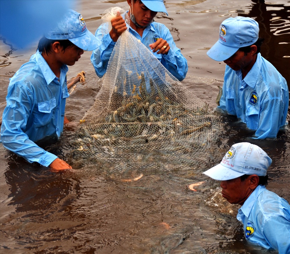 Thu hoạch tôm mô hình siêu thâm canh mật độ cao tại Bạc Liêu (ảnh Nhật Hồ)