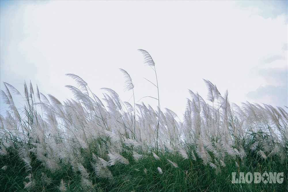 Phông nền cỏ lau là sự lựa chọn tuyệt vời cho những ai yêu thích thiên nhiên và muốn trang trí cho máy tính đẹp hơn. Hình ảnh sắc nét và tươi sáng sẽ làm bạn có cảm giác như đang đứng giữa cánh đồng cỏ lau trong làn gió mát. Hãy xem ngay!