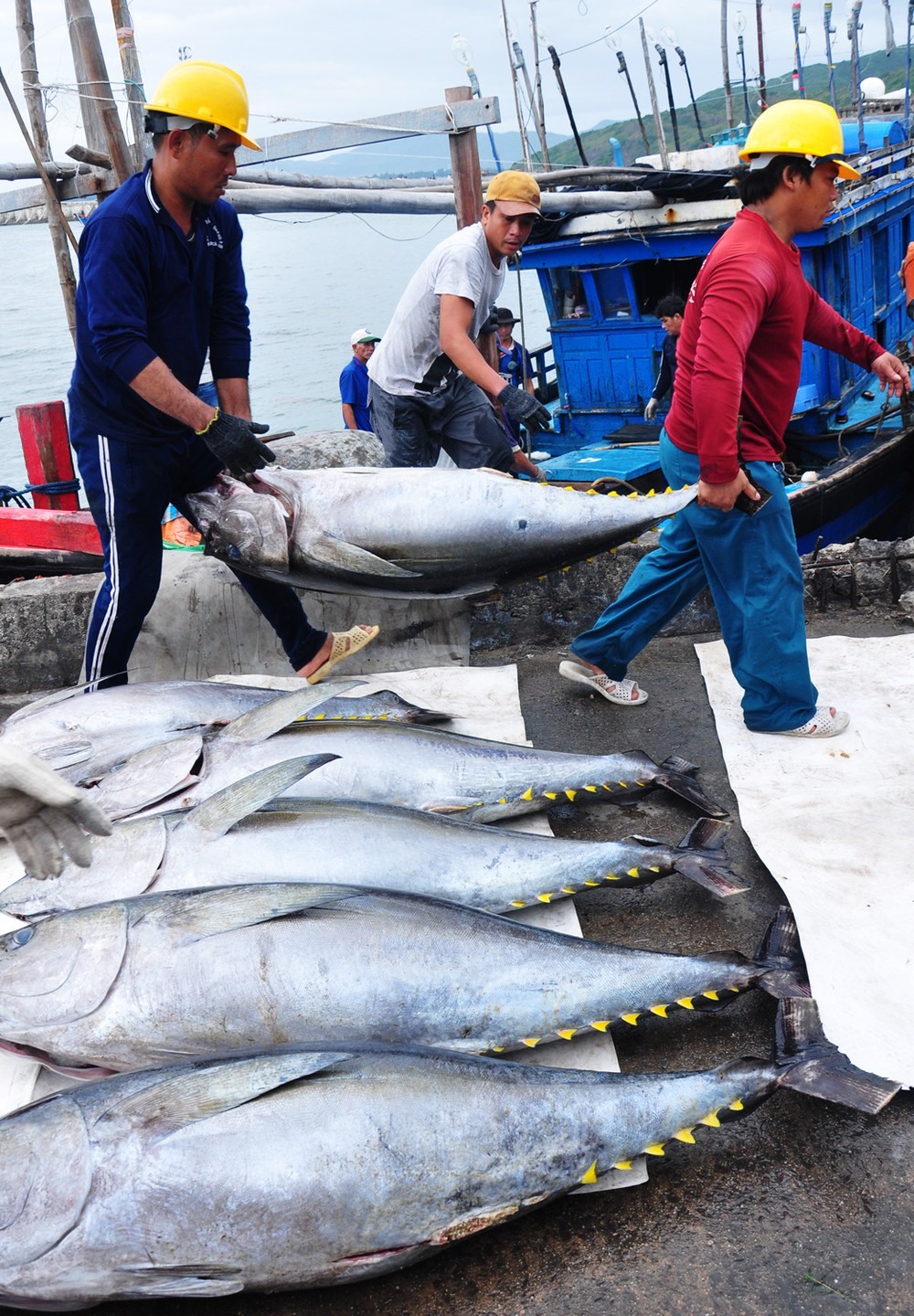 Nguồn cung trong nước không đủ, nhiều DN phaiủ nhập khẩu cá ngừ về chế biết xuất khẩu 