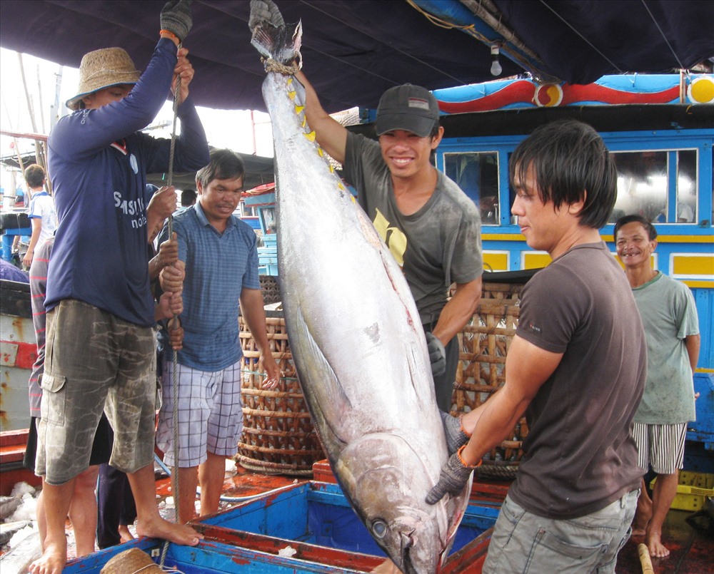 Cá ngừ là mặt hàng xuất khẩu lớn của thủy sản Việt Nam 