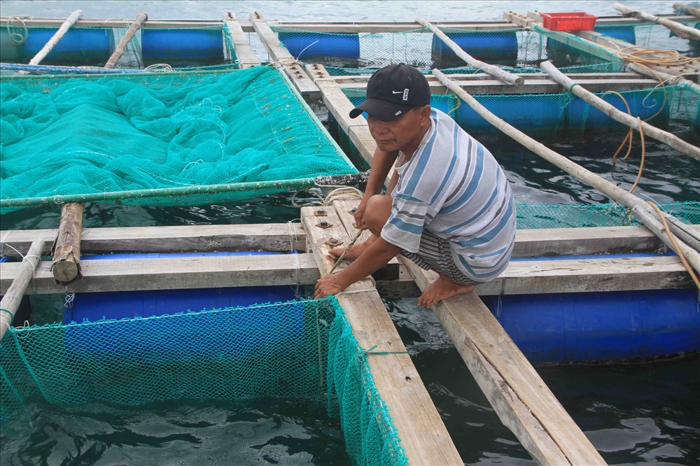 Anh Phan Văn Minh, ở KP1 phường Đông Hải, TP. Phan Rang-Tháp Chàm nhanh chóng chằng chéo lồng bè nuôi thủy sản và di chuyển lồng bè về nơi tránh trú an toàn.