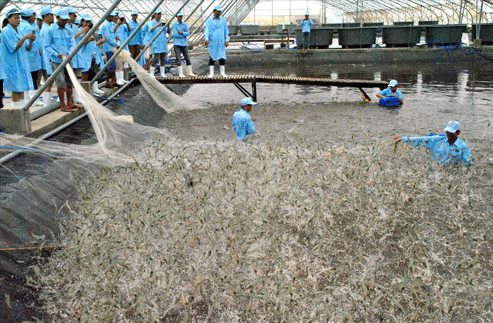 Mô hình nuôi tôm siêu thâm canh trong nhà kín của Tập đoàn Việt Úc tại Bạc Liêu cho hiệu quả cao, an toàn dịch bệnh (ảnh Nhật Hồ)