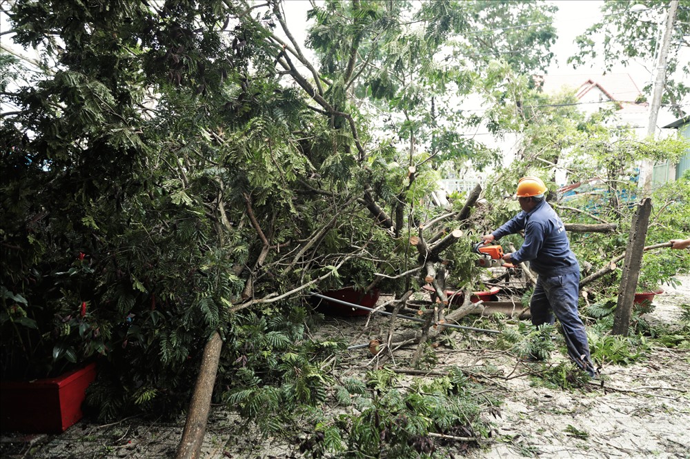 Đến trưa nay, công tác khắc phục hậu quả do cơn bão số 9 gây ra tại Cần Giờ vẫn đang được tiến hành. Ảnh: Trường Sơn