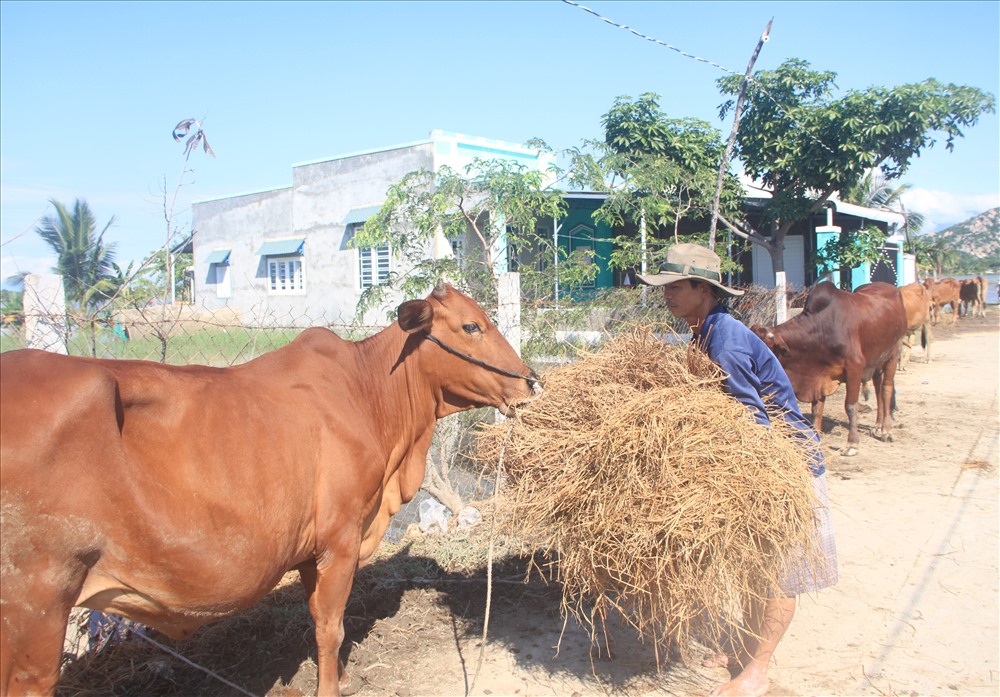 Nước lũ chưa rút nhiều, nhưng gia đình anh Nguyễn Thân, ở KP 12, phường Văn Hải đã nhanh chóng di chuyển đàn bò đến nơi khô ráo để chăm sóc.
