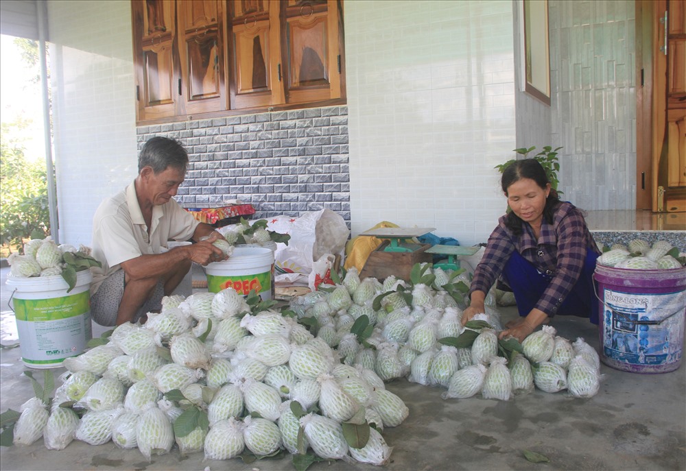 Nước lũ ngập lớn và kéo dài nên nông dân phường Văn Hải đành thu hoạch ổi sớm, để vớt vát được phần nào thu nhập.