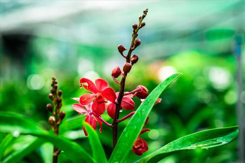 Hoa lan mokara có nhiều màu như vàng nhạt, vàng đậm, đỏ, hồng, tím…
