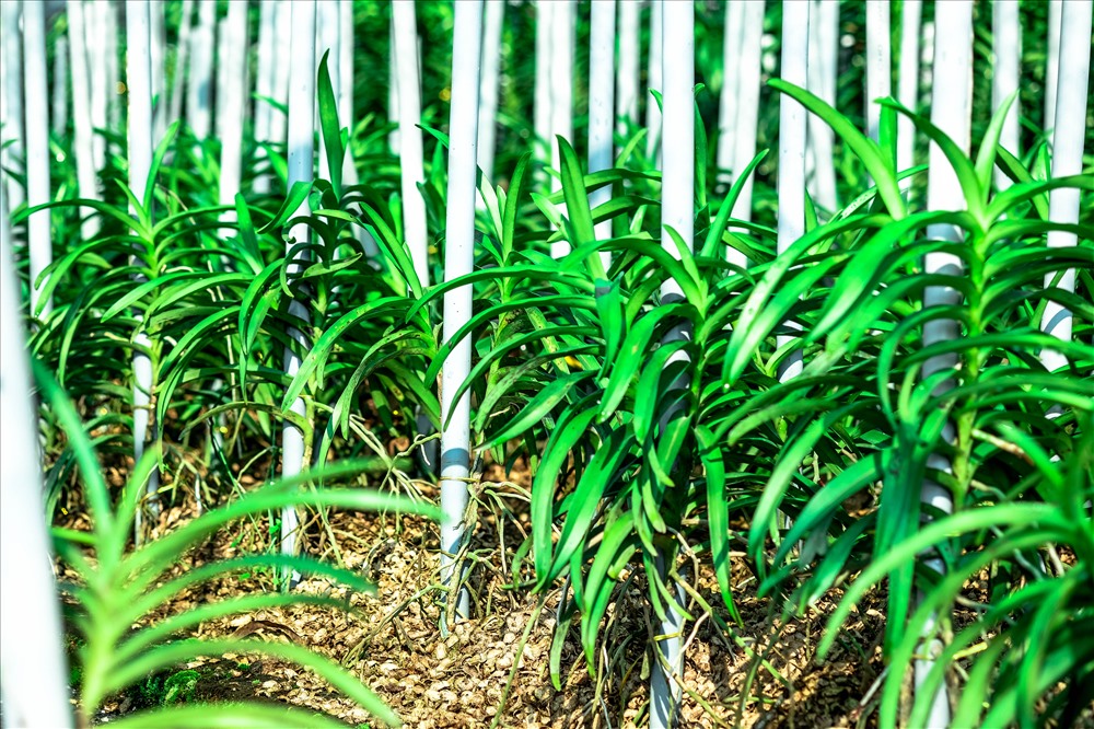 Doanh thu bán hoa lan mokara của anh Trung năm 2017 đạt gần 2 tỉ đồng/năm, doanh thu bán cây giống đạt 1,2 tỉ đồng/năm. Sau khi trừ chi phí, lợi nhuận còn lại năm 2017 đạt được hơn 2 tỉ đồng.