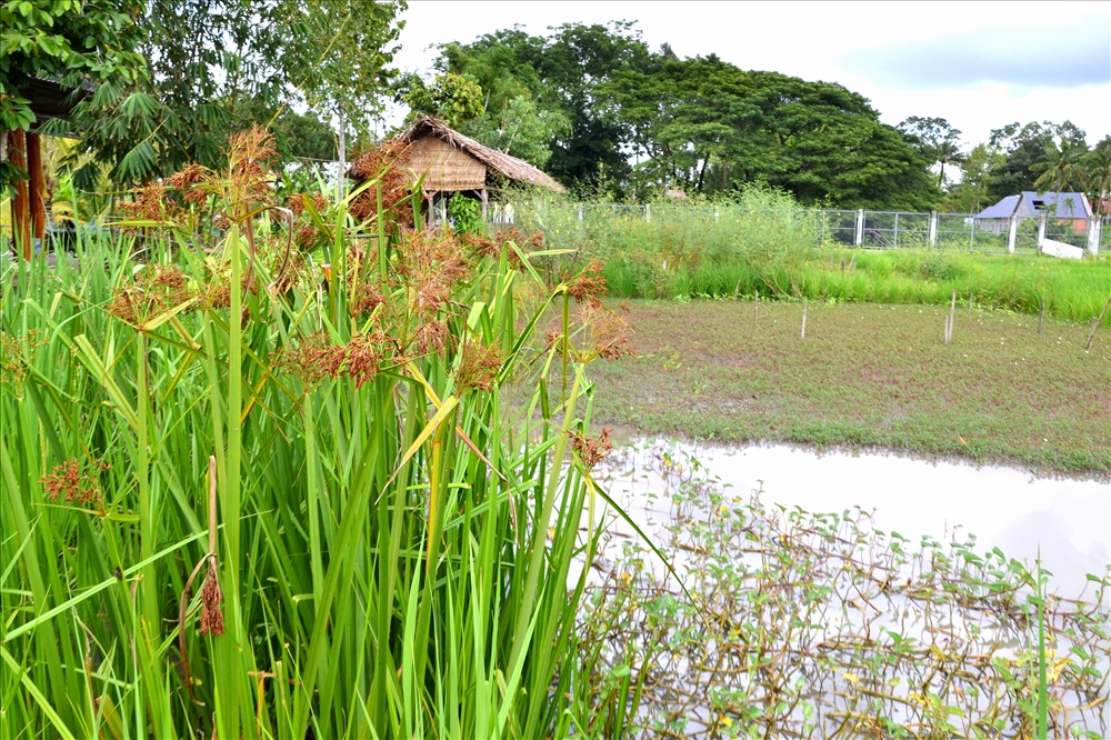 Một góc ruộng lúa mùa của kỹ sư Lê Quốc Việt. Ảnh: Lục Tùng