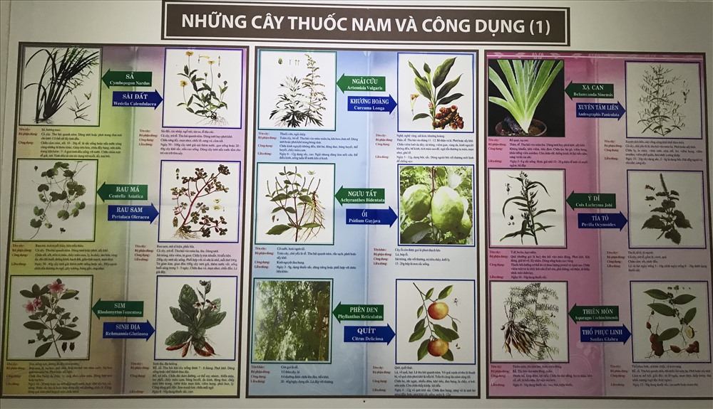 Những cây thuốc Nam và công dụng chữa bệnh