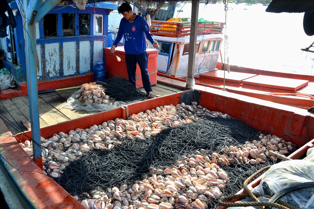Đa số người dân Sơn Hải sống bằng nghề đánh bắt hải sản. Ảnh: Lục Tùng