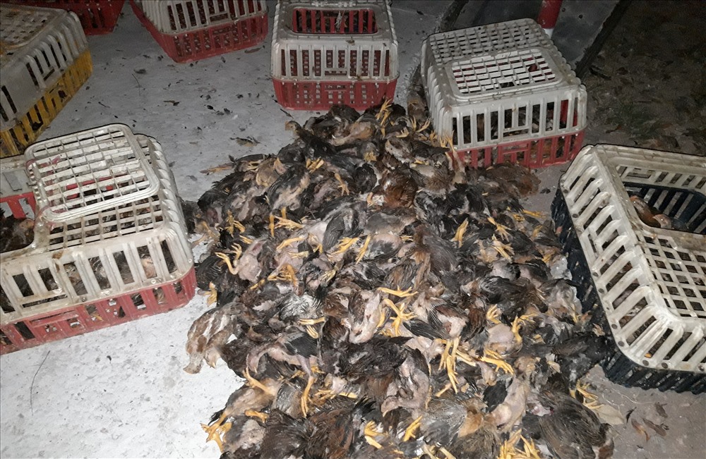 Hàng trăm con gà con bị chết sau vụ tai nạn.