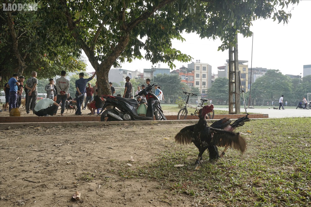 Khu vực trồng cỏ trở thành địa điểm đá gá.