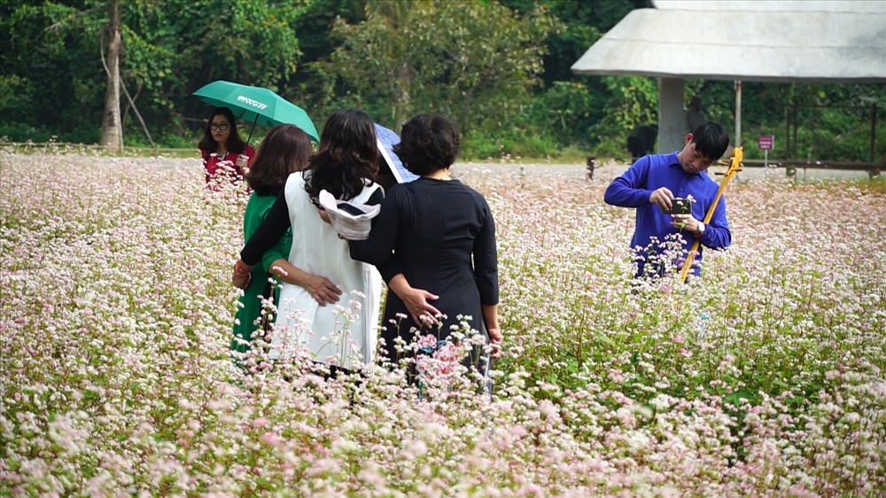 Giữa cánh đồng hoa có những lối đi rộng, đủ để cho khách du lịch có thể dễ dàng tham quan và đứng chụp ảnh.