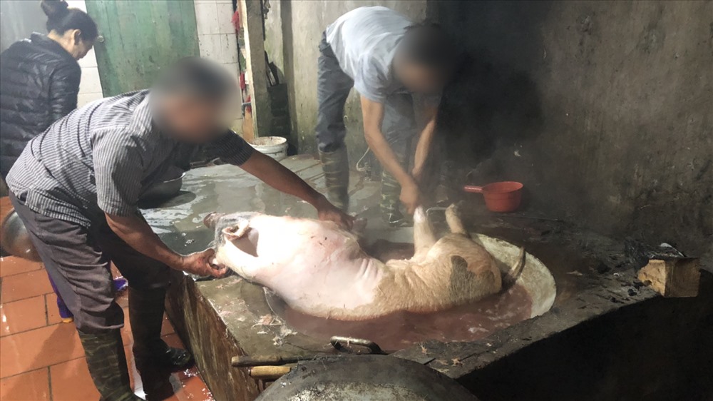 Giết lợn theo cách truyền thống tại một lò mổ ở huyện Chương Mỹ. Ảnh: Tùng Nguyễn