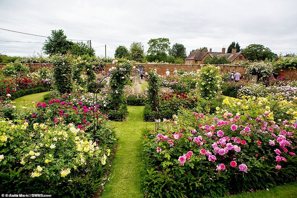 Muôn hoa đua sắc trong khu vườn của “Bố già hoa hồng“. Khu vườn không chỉ là nơi tham quan mà còn được sử dụng như một bảo tàng hoa hồng với hàng ngàn loài hoa. 