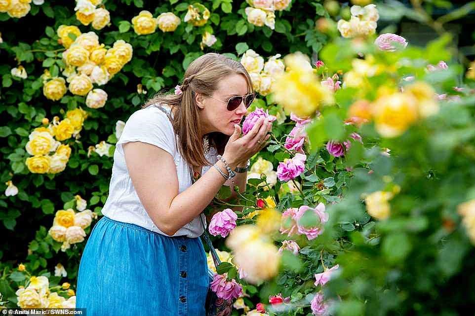 Ông Austin đã quyết tâm tạo ra các mẫu vật với sự đa dạng màu sắc hơn và khả năng lặp lại hoa, nổi lên như một bộ sưu tập có tên là Hoa hồng Anh.Ảnh: Một du khách tại khu vườn David Austin Roses ở West Midlands năm 2016