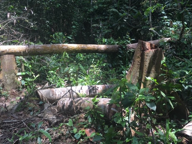 Hạt kiểm lâm Đồng Phú đã thống kê có 24 cây rừng đã bị chặt hạ. Ảnh: H.H